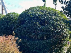 A laurel hedge is shaped like a ball with a smiley faced carved into it.