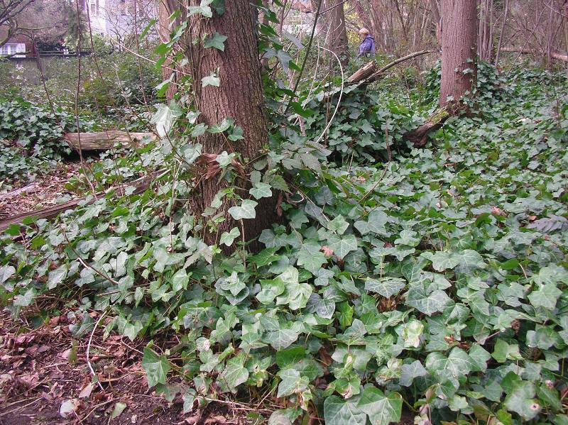 English ivy growing in Ravenna Park, Seattle