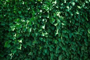 A great swath of ivy grows