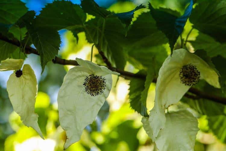 Four pale white dove tree flowers hanging from a branch among green leaves with their hairy-looking yellow and black seedpods appearing in the center or the open petals.