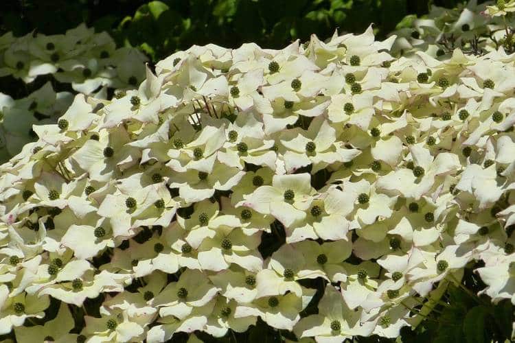An enormous, tightly-packed cluster of fully-opened pale white and green Kousa dogwood flowers growing from the tree.