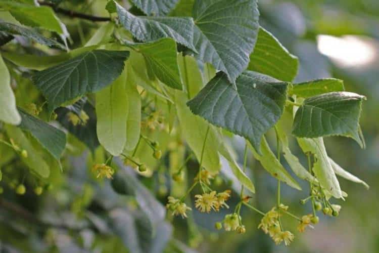 Small yellow littleleaf linden flowers hang from long thin stems among the tree’s green leaves.
