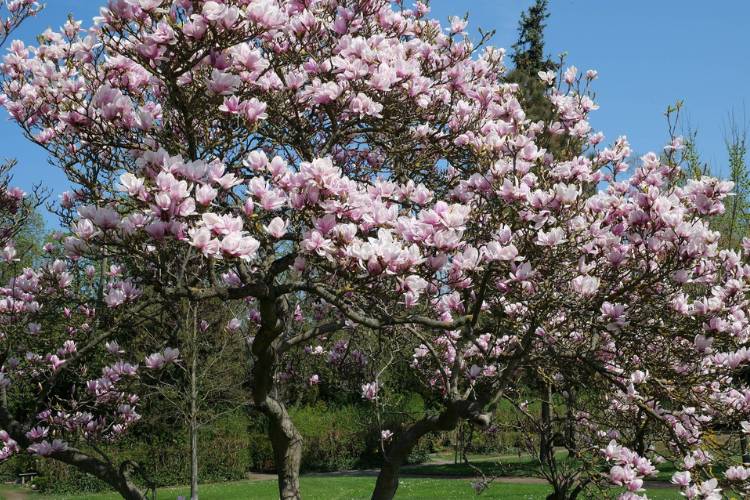 A Yulan magnolia tree grows in a green, open field, blooming with hundreds of pink flowers against a pale blue sky.