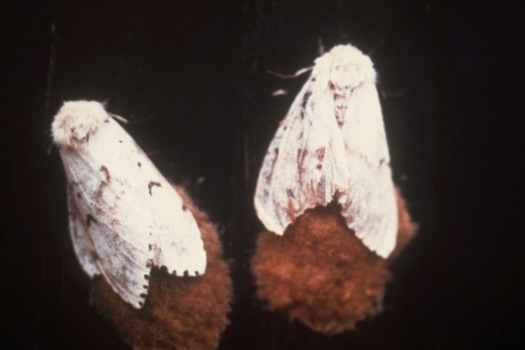 Two spongy moth adults sit on spongy egg masses.