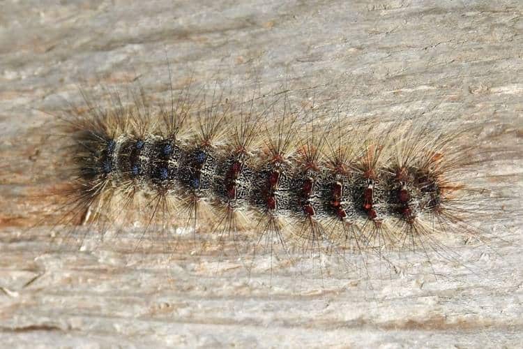A hairy, blue and red spotted spongy moth caterpillar crawls on a piece of wood.