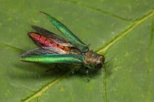 A green emerald ash borer on a leaf with its wing casings partially spread, displaying its red abdomen.