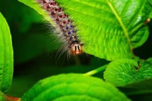 A hairy, blue and rust spotted spongy moth caterpillar crawls on a green leaf, ready to make it a meal.