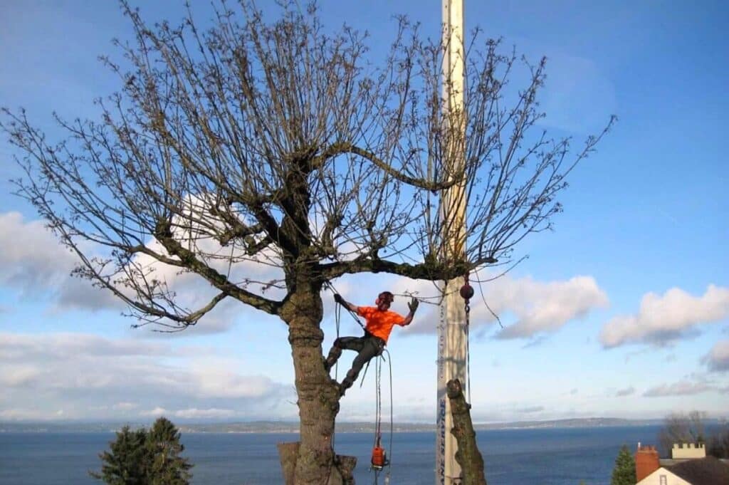 A climber doing spring pruning on a tree in the Seattle/Puget Sound area.