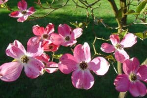 Pink and white dogwood flowers bloom from their branch above partially shaded lush green grass.