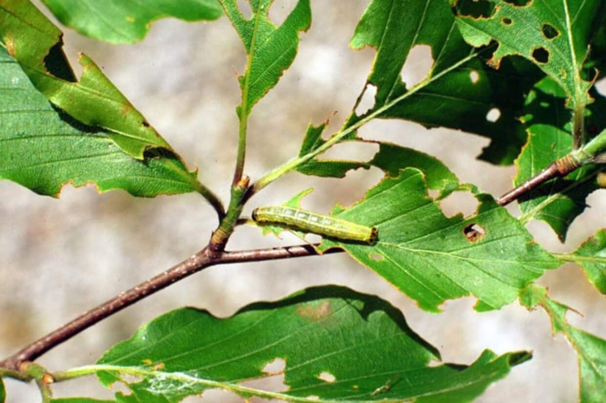 A single, green, winter moth caterpillar crawls along a branch of chewed, holey, green leaves.