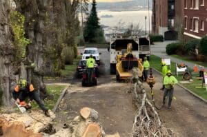 Seattle Tree Care crew in high-visibility gear removing a large tree in a Seattle neighborhood, with wood chipper, stump grinder, and Puget Sound visible in the background.