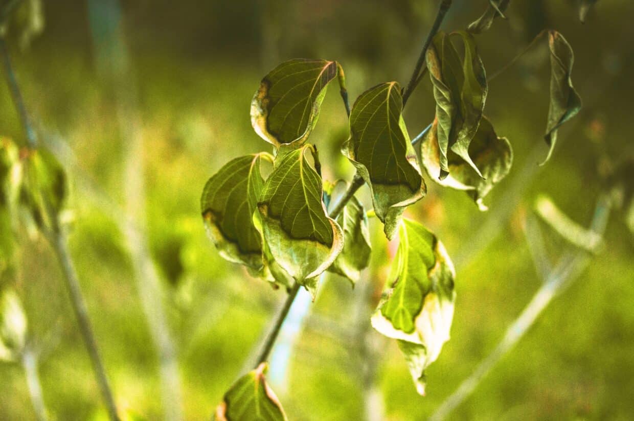 Wilting tree leaves curling from drought stress during Seattle’s dry season.