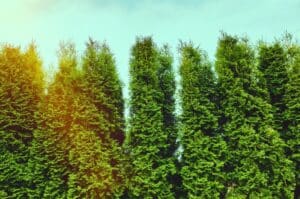 Mature Western Red Cedar and Emerald Green Arborvitae creating a natural privacy screen in a Seattle backyard.