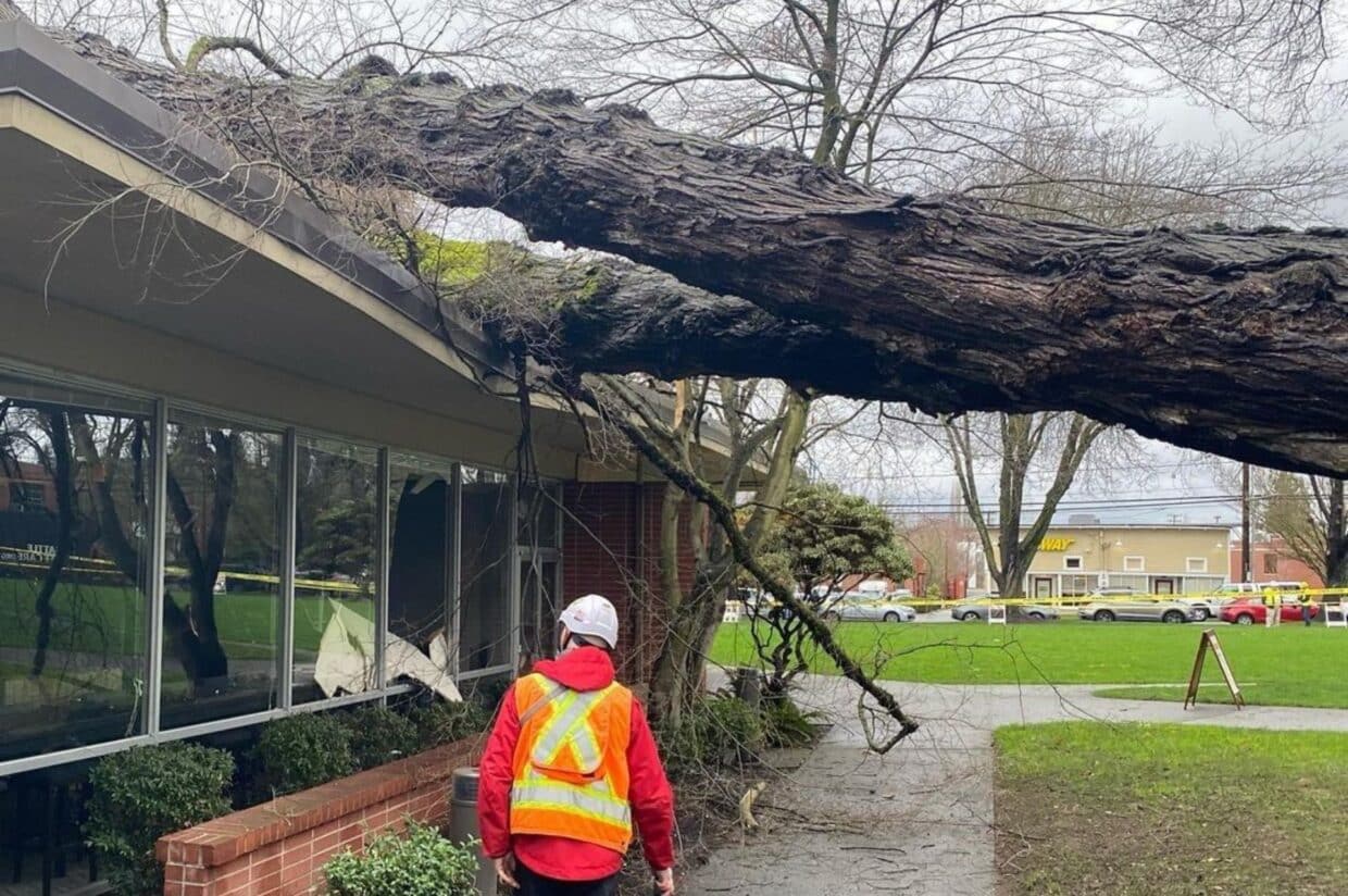 An STC arborist wearing a high-visibility vest assesses a massive fallen tree that has collapsed onto the roof of a commercial building after a storm in Seattle.