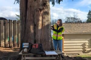 Seattle Tree Care arborist in high-visibility safety vest using diagnostic equipment to assess a large cedar tree in a residential backyard, with assessment tools and documentation on a portable work table.