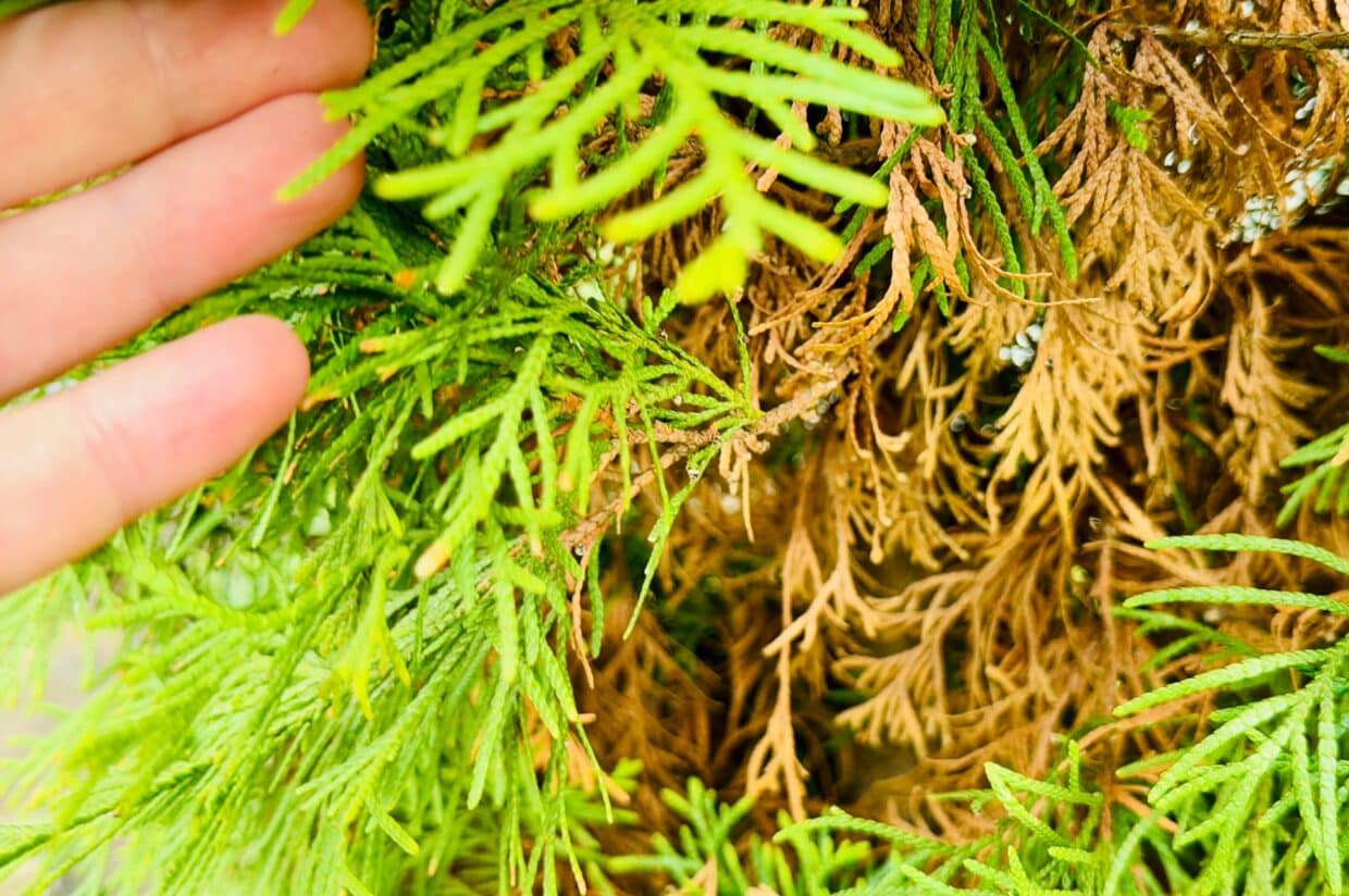 A hand parting the green foliage of an evergreen to reveal browning, dried-out needles underneath.