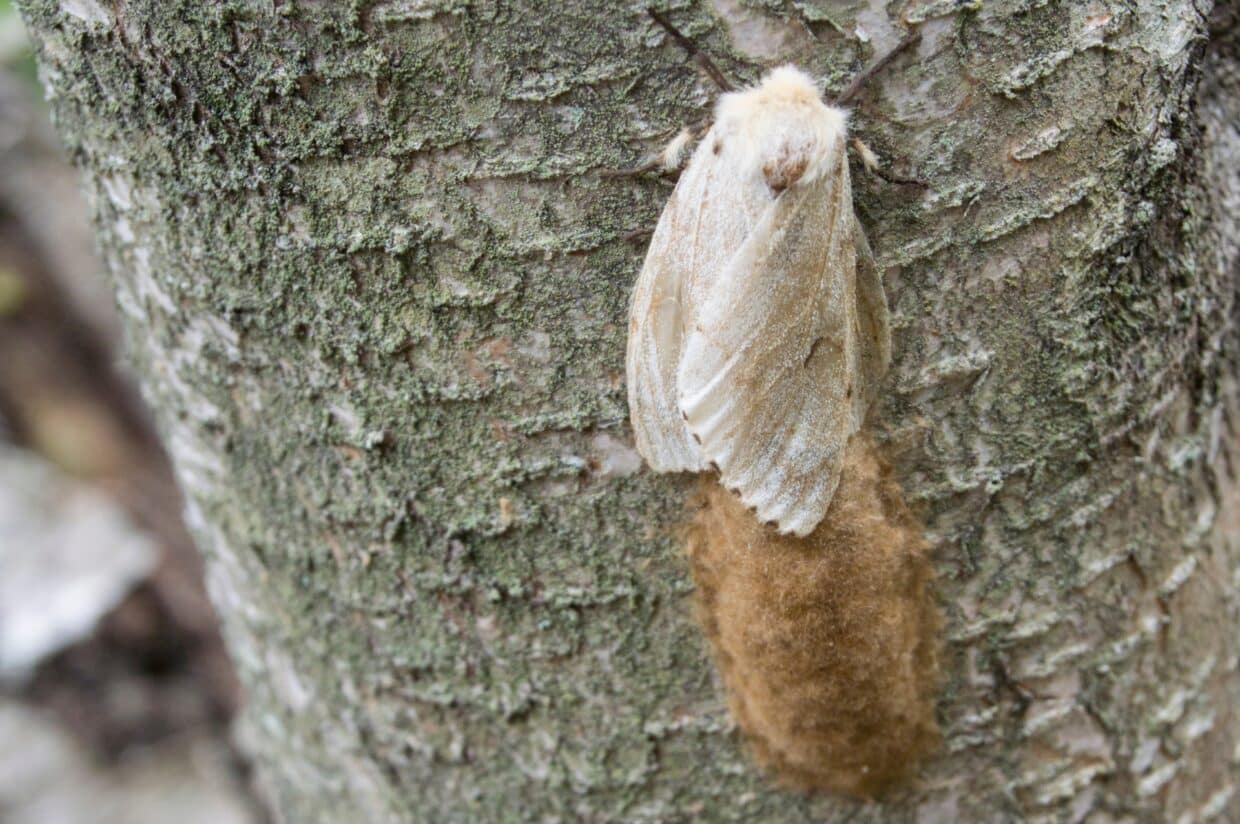 Adult female spongy moth resting on tree bark next to a tan, fuzzy egg mass.