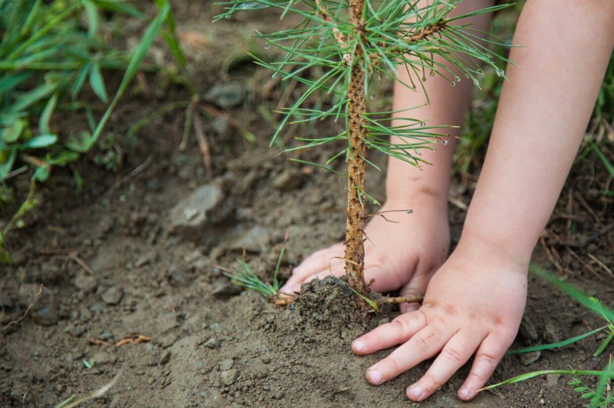 Close up of a child's hands planting a conifer tree.