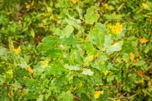 Oak tree leaves with yellow and brown spots.