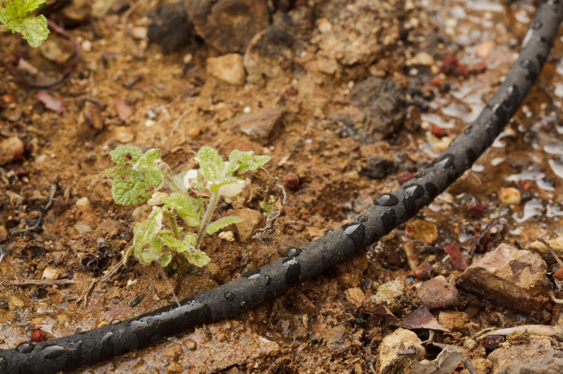 A homeowner installing a soaker hose to more effectively water their trees in suburban Seattle.