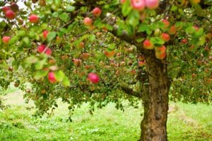 Apple tree laden with ripe red apples