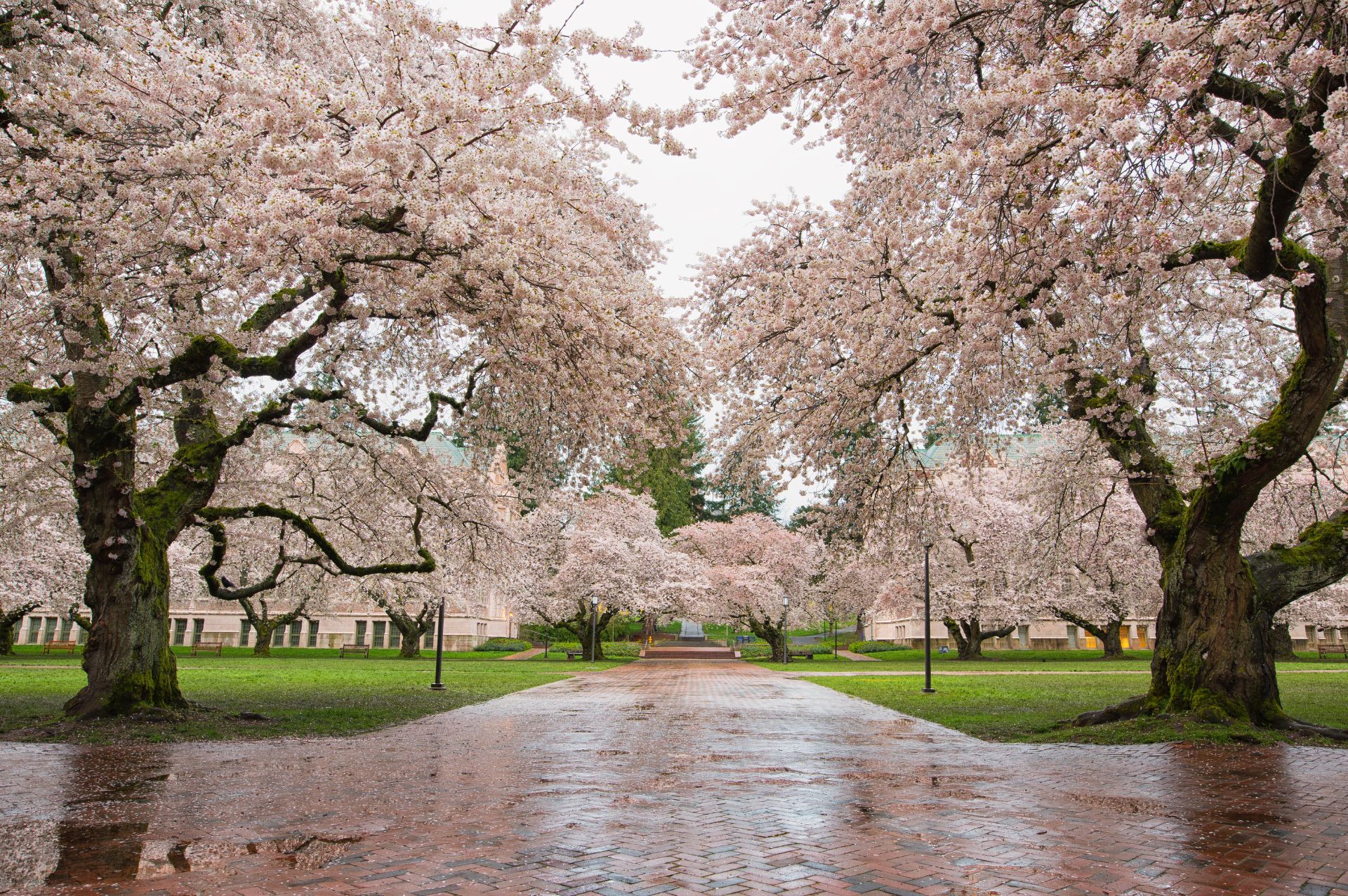 10 Spring Tree Care Tips | Seattle Tree Care