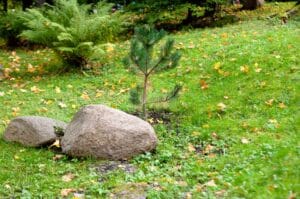 A newly planted evergreen tree in a backyard near Seattle, WA.