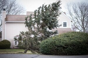 An evergreen tree that started leading suddenly in a residential yard near Mountlake Terrace, WA.