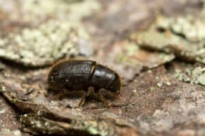 An adult bark beetle on the trunk of a conifer near Seattle, Washington.