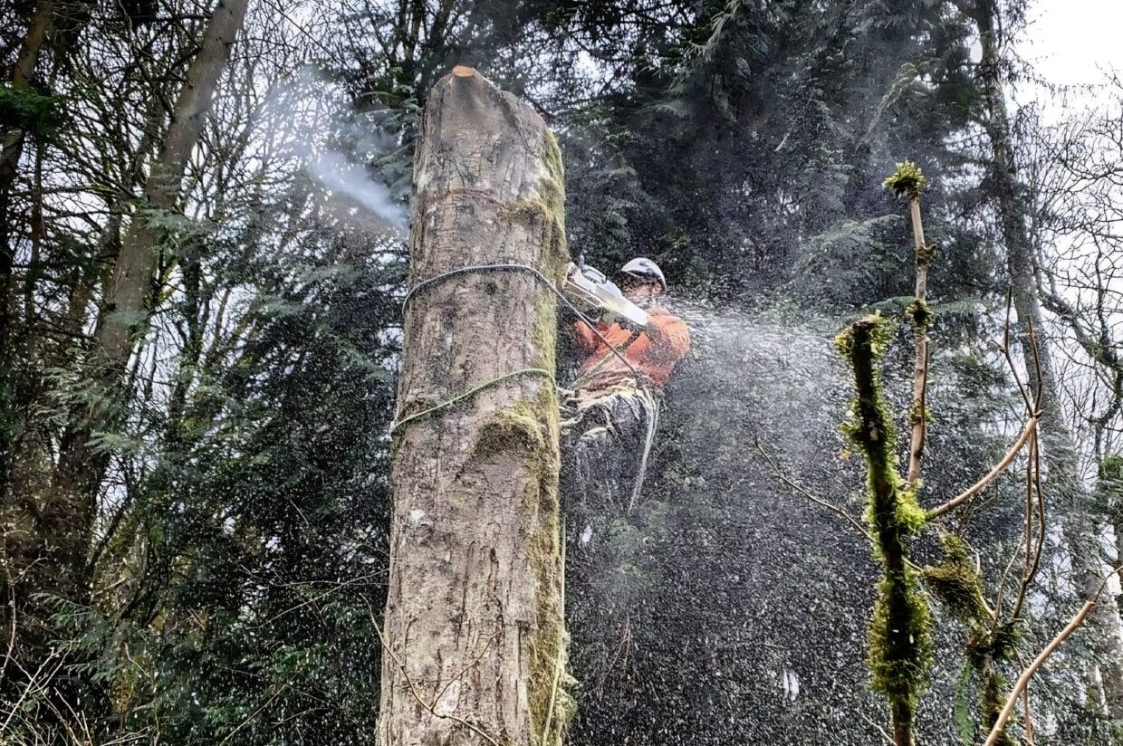 An arborist from Seattle Tree Care turning a large tree into a manageable wildlife snag, near Mountlake Terrace, WA.