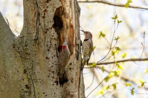 Two Northern Flicker woodpeckers creating a cavity in a large, dead tree in Seattle, WA.