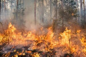 Large ground fire spreading through a dense pine forest with heavy flames and smoke