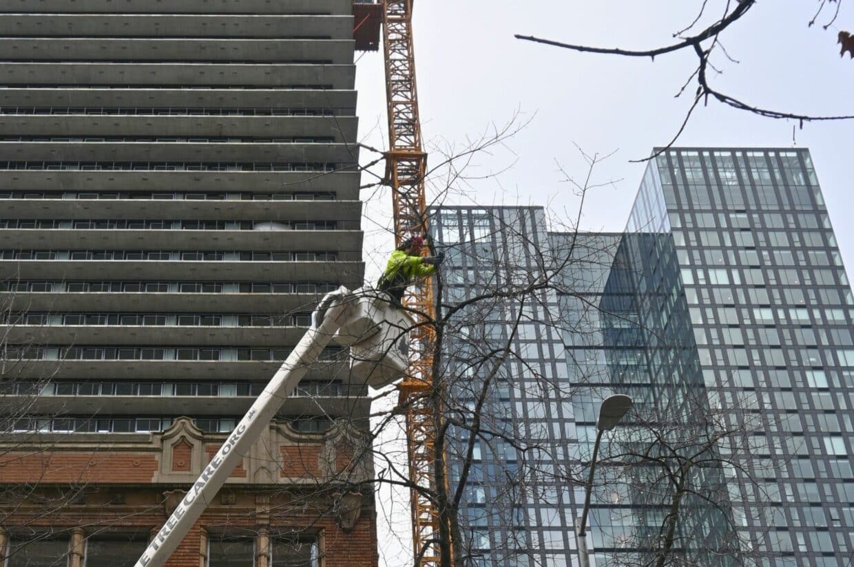 The Seattle Tree Care team using a bucket truck to prune a tree in Shoreline, WA.