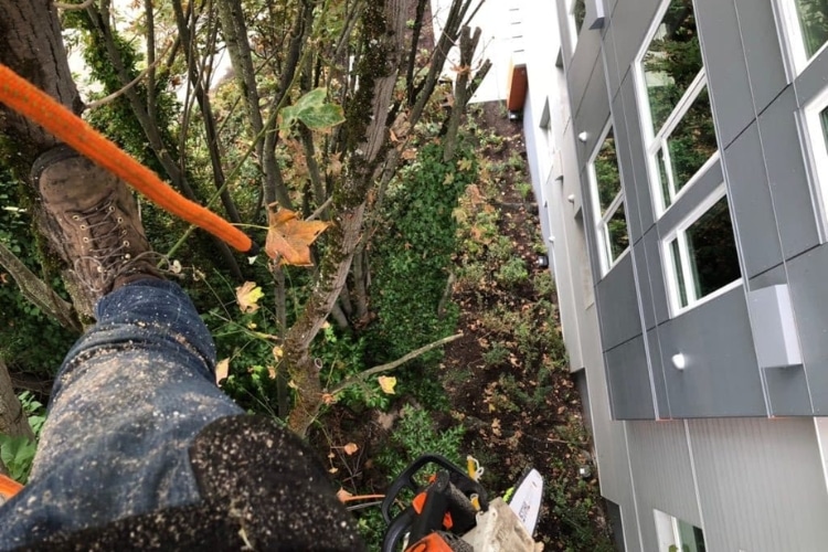 Arborist's point-of-view on top of a tree while pruning to clear the branches near the house