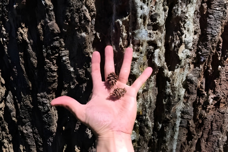 A hand with two small pine cones with the trunk of a large tree at the background