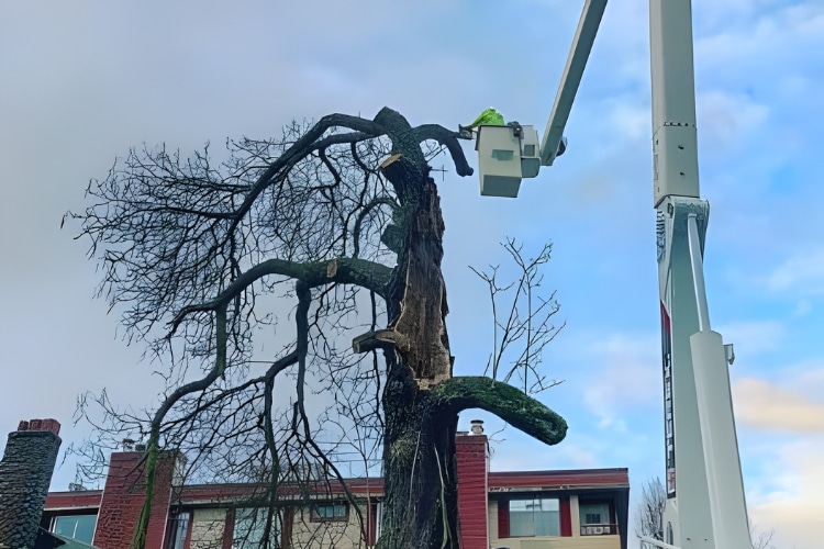 A crew on a bucket crane with a chainsaw, removing a dead tree on a property near Seattle