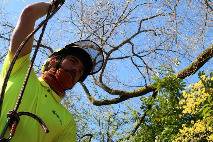 POV of a crew from the ground during pruning to spot the arborist harnessed to the tree during the process