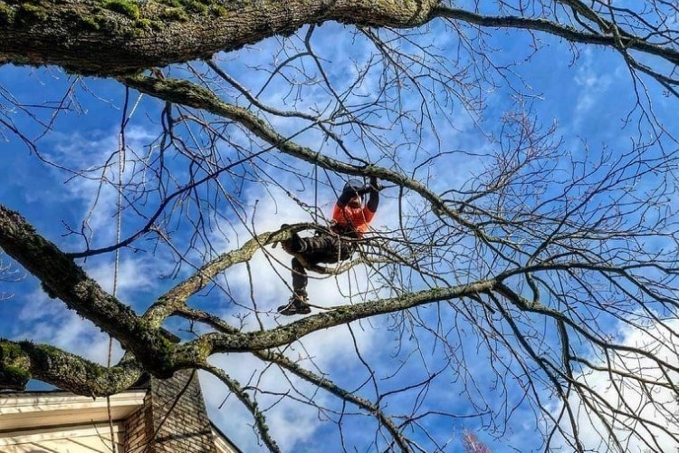 Arborist pruning a tree before storm season to prevent accidents and hazards