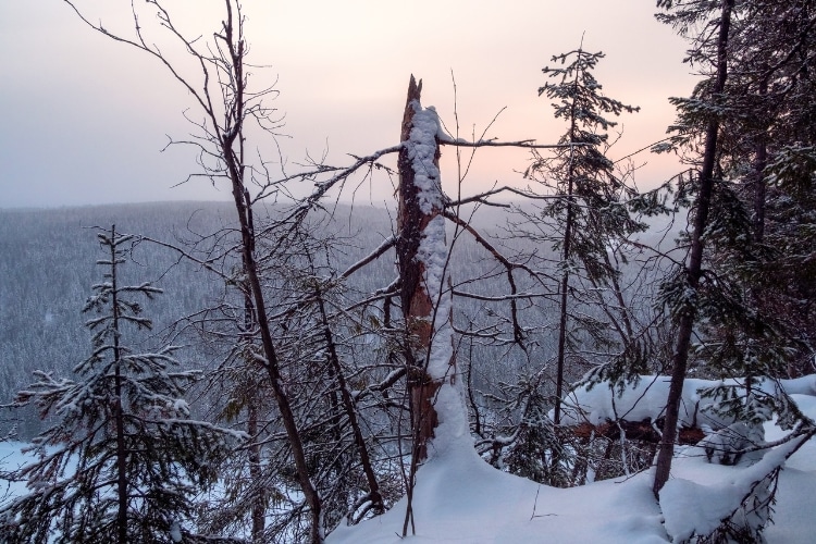 Trees after-math of a winter storm in Seattle area