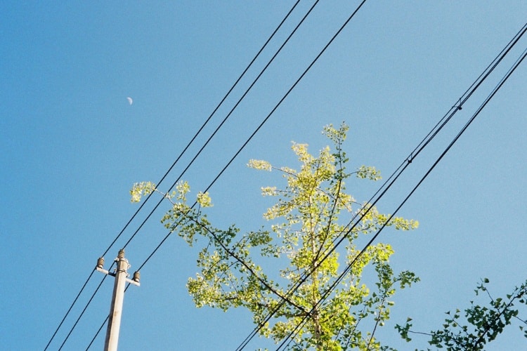 powerlines with and a tree with a blue sky on the background