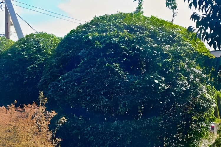 A laurel hedge is shaped like a ball with a smiley faced carved into it.