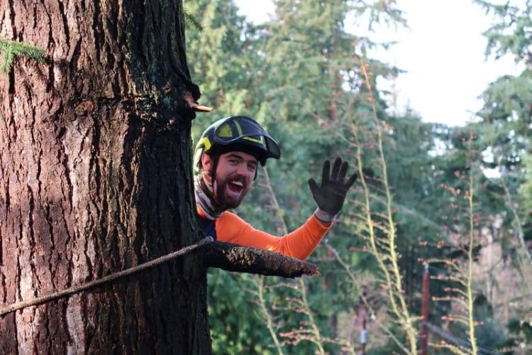 Seattle Tree Care Certified Arborist waving from tall evergreen tree wearing safety helmet and climbing harness while performing professional tree pruning work.