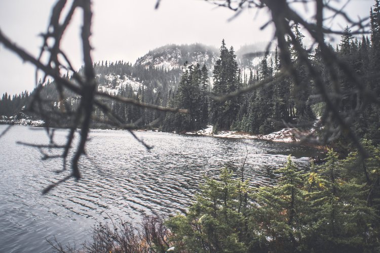 Obstructed lake and mountain view through dense evergreen tree branches showing how overgrown conifers block scenic Pacific Northwest waterfront vistas.