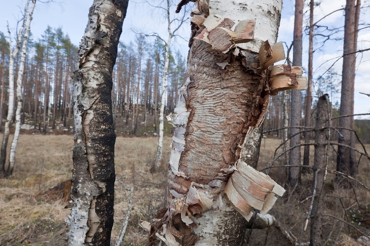 Close-up of a birch tree trunk with bark peeled away revealing serpentine galleries and feeding tracks carved by bronze birch borer larvae, showing extensive damage beneath the bark surface.