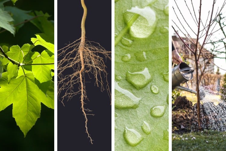 How Tree Growth Regulator Treatments This Spring Can Strengthen Trees ...