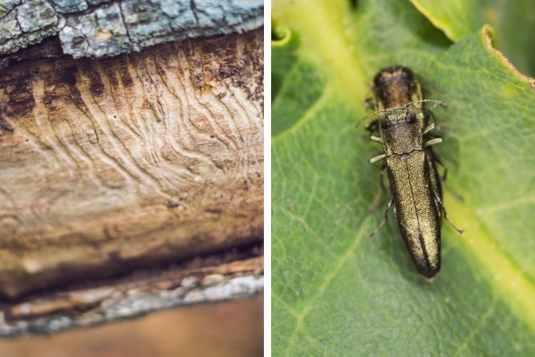 Side-by-side images showing emerald ash borer larval galleries etched into ash wood on the left and an adult metallic green emerald ash borer beetle on the right.