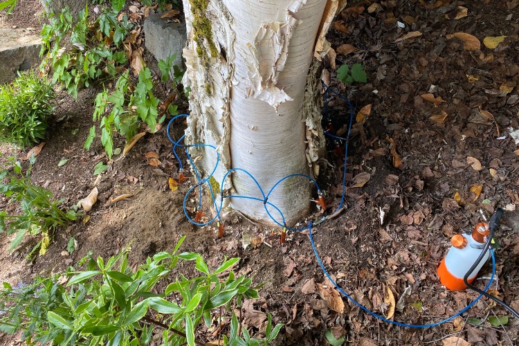 Birch tree receiving a professional trunk injection treatment with blue tubing connected at the base of the trunk.