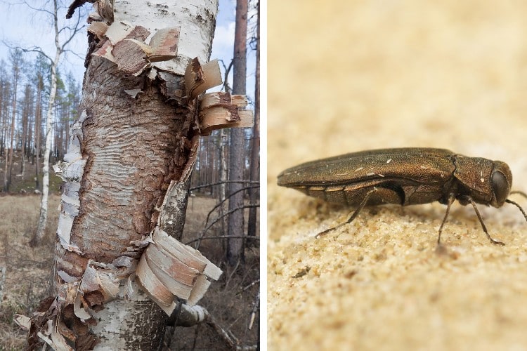 Side-by-side images showing bronze birch borer damage to a birch trunk on the left and a close-up of an adult bronze birch borer beetle on the right.