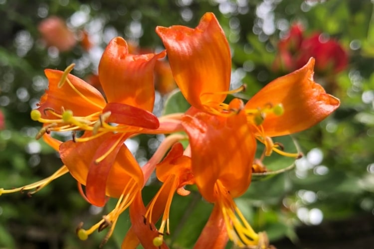 Bush Lily with its orange petals and yellow stamens help attract bees