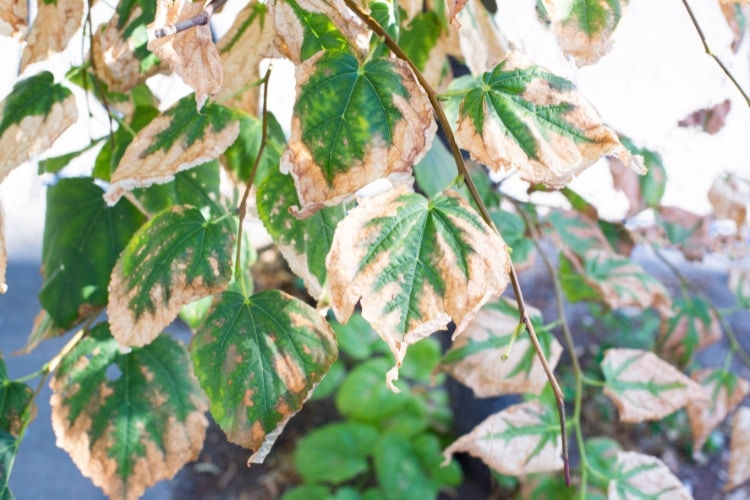 Close-up of tree leaves showing drought stress and leaf scorch in Seattle, with brown, dry edges and green centers.